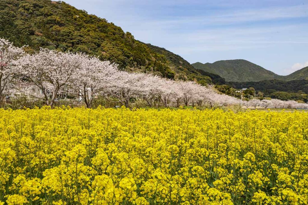 春(GW)の横浜発着クルーズ:花見・温泉・グルメが充実